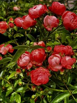 赤いミニ薔薇 赤いミニ薔薇 ミニ薔薇,バラ,赤いの写真素材