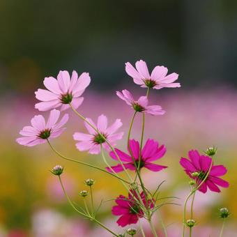 Cosmos, JPG