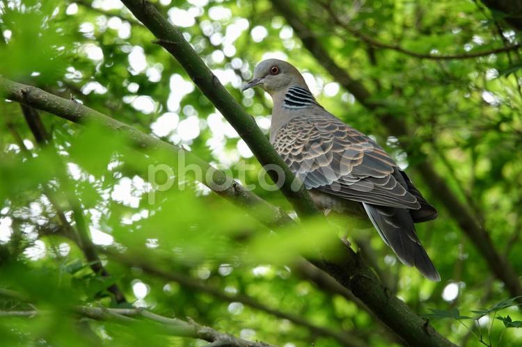 木の上の鳩 鳥,野鳥,鳩の写真素材
