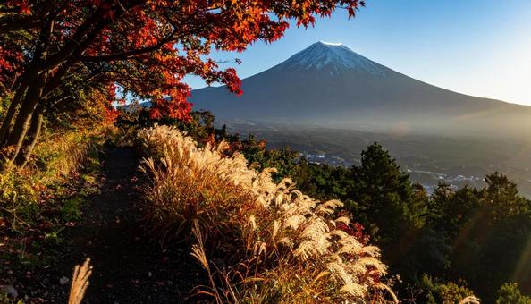 チカラシバと山の写真