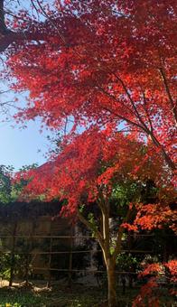 紅葉一色の写真