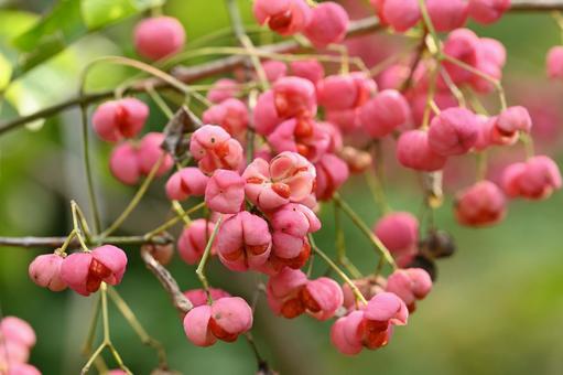 マユミ マユミ,木,果実の写真素材