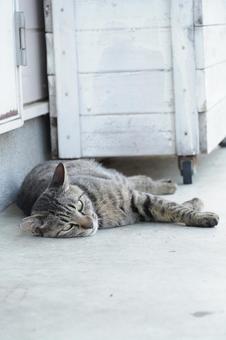 地域猫 地域猫の写真