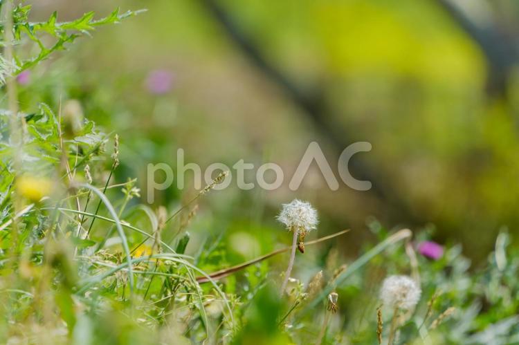 草原に佇む白い綿毛 タンポポ,綿毛,種子の写真素材