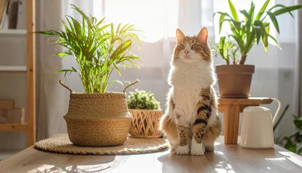 家猫 家猫の写真