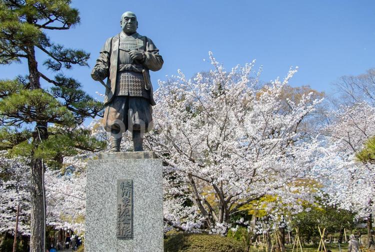 徳川家康と桜 徳川家康,桜,岡崎城公園の写真素材