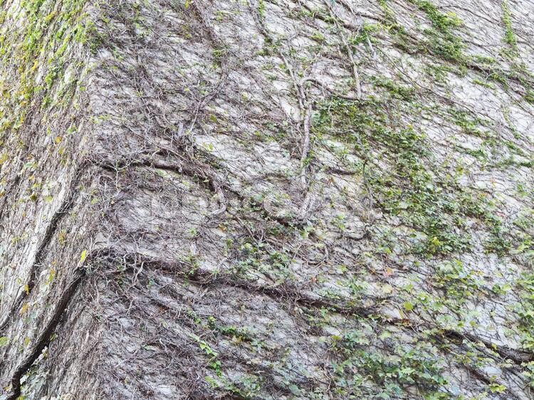 ツタの伸びた壁の風景 ツタ,背景素材,成長の写真素材