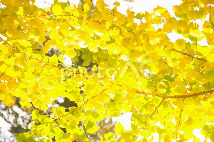 イチョウの木 イチョウ,いちょう,銀杏の写真素材