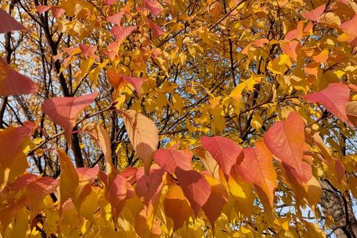 紅葉 紅葉狩り,ハイキング,遠足の写真素材