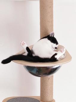 キャットタワーでくつろぐ猫 キャットタワーでくつろぐ猫の写真