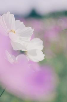 コスモスの写真