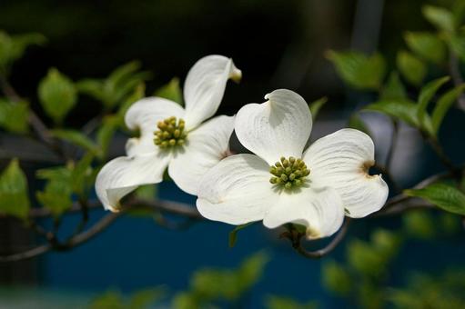 アメリカヤマボウシ アメリカヤマボウシ,亜米利加山法師,ハナミズキの写真素材