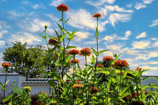 夏から秋へ 夏から秋へ 空,百日草,綾瀬ローズガーデンの写真素材
