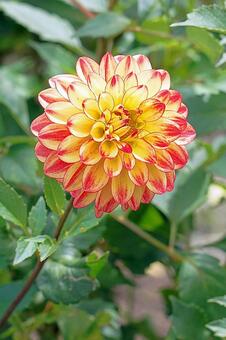 宝塚ダリア園　秋　ダリア782　春万里 宝塚市,宝塚ダリア園,ダリアの写真素材