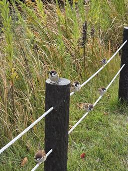 ロープにとまるスズメ スズメ,野鳥,鳥の写真素材