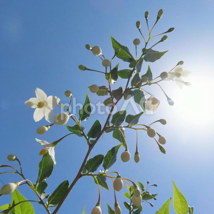 エゴノキ（エゴの木） エゴノキ,エゴの木,花の写真素材