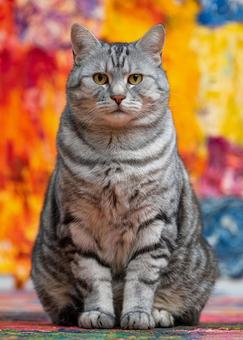 ペイントアートの背景と座る猫 ペイントアートの背景と座る猫の写真