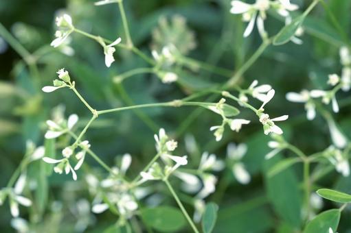 緑の中に咲く雪華草のクローズアップの写真