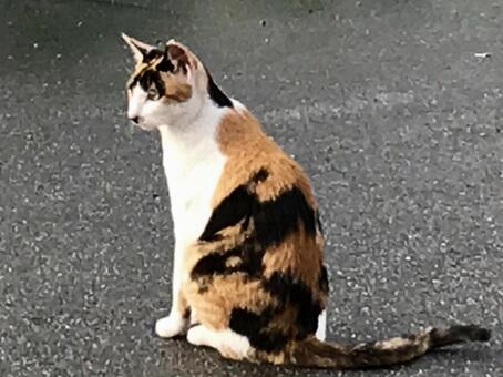猫 猫の写真
