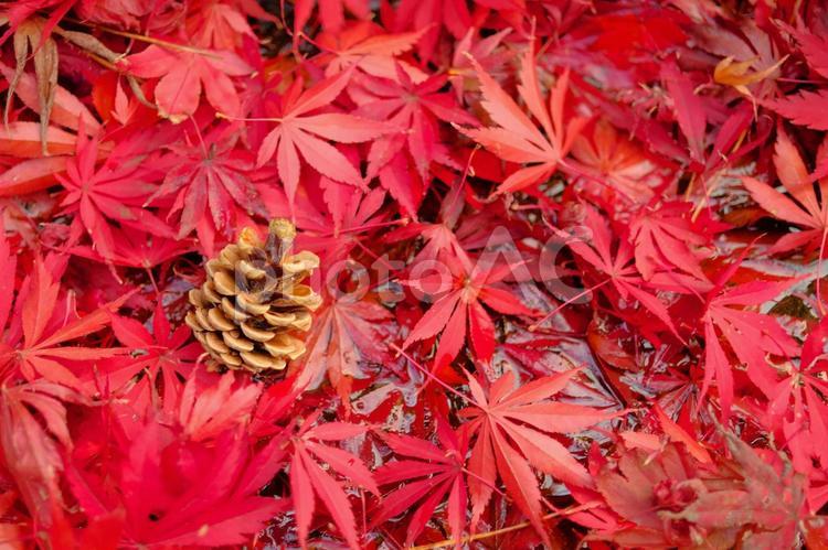 落ち葉とまつぼっくり 松ぼっくり,紅葉,落ち葉の写真素材
