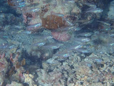 小魚の群れ 魚,魚の群れ,ダイビングの写真素材