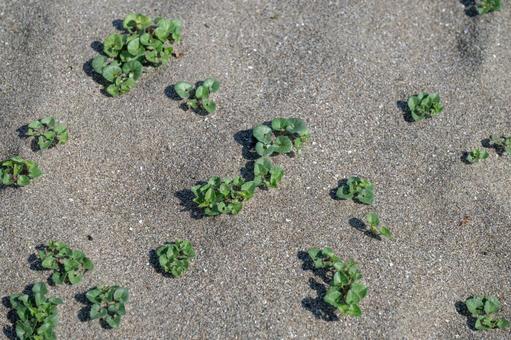 砂浜に生える緑の植物 砂浜に生える緑の植物 砂浜,植物,緑の写真素材