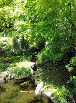 長谷寺の鯉 長谷寺の鯉の写真