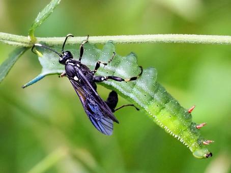 蜂に襲われるイモムシ ホウジャクの幼虫,イモムシ,寄生の写真素材