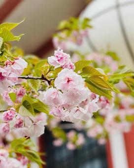 Pink Kimi, primavera, il paesaggio, rosa, JPG