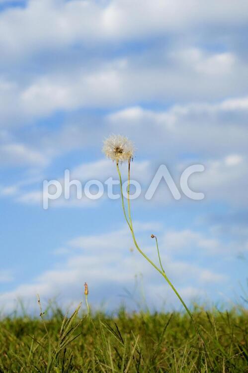 たんぽぽの綿毛 タンポポ,フィールド,公園の写真素材