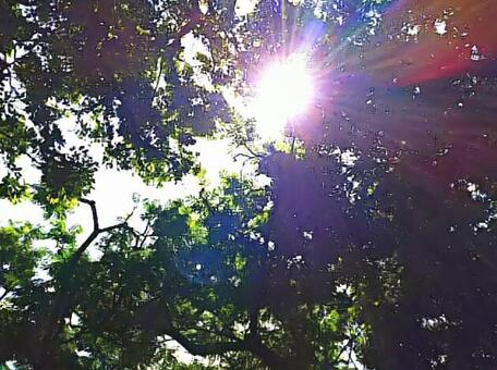 Horizontal light shower, sun, sunbeams leaves, natural, JPG