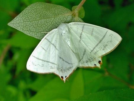 エダシャクの仲間の蛾 エダシャクの仲間の蛾 蛾,シャクガ科,エダシャク亜科の写真素材
