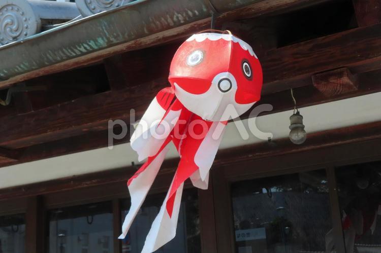 【山口県】白壁の町並みの金魚ちょうちん 重要伝統的建造物群保存地区,町並み,山口の写真素材