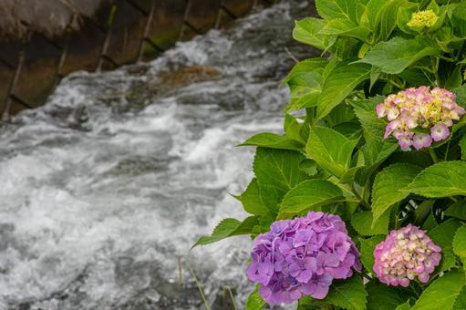 Photo, kaisei hydrangea village, hydrangea, flower, 