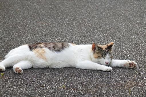 眠そうな三毛猫 保護猫,猫,ニャンコの写真素材