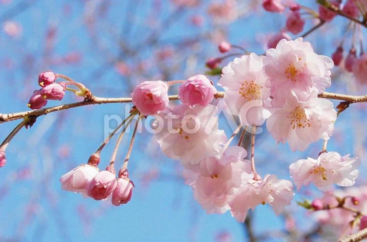 青空と桜 桜,春,さくらの写真素材