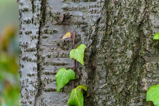 荒れた樹皮を昇る蔦の葉 樹皮,木,蔦の写真素材
