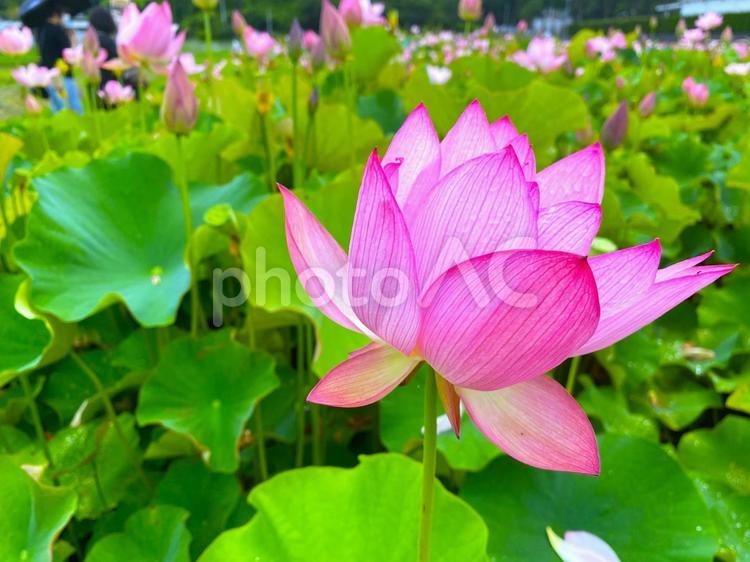 夏の兵庫・姫路　朝に咲く「蓮の花」 蓮,花,ピンクの写真素材