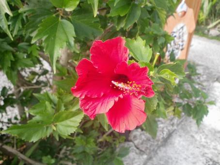 ハイビスカス ハイビスカス,花,植物の写真素材