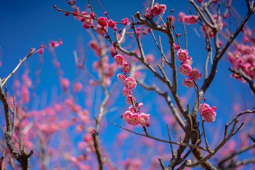 青空に映えるピンクの梅の花 梅,梅の花,ピンクの梅の写真素材