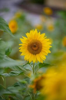 ひまわり畑の風景 自然,イエロー,向日葵の写真素材