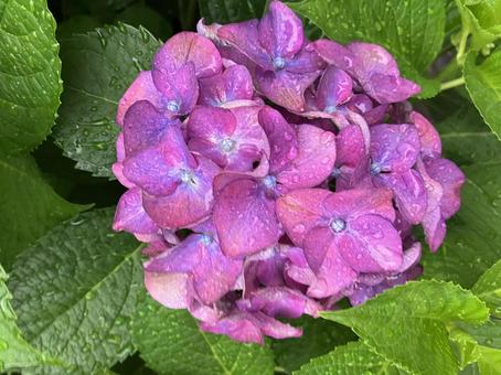 鮮やかな紫陽花 鮮やかな紫陽花の写真