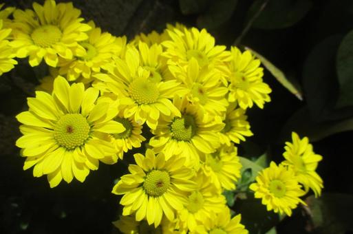 菊の花 菊,キク,花の写真素材