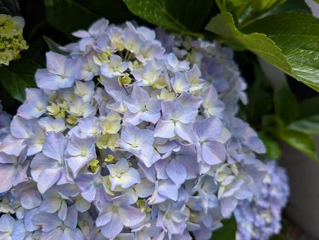 Hydrangea, JPG