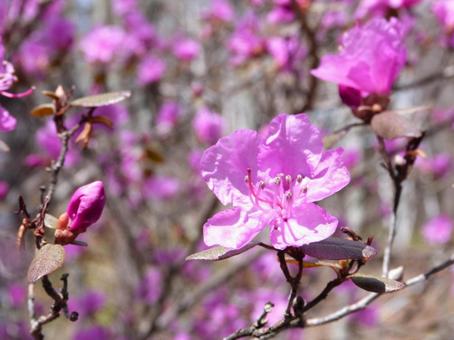 エゾムラサキツツジの写真