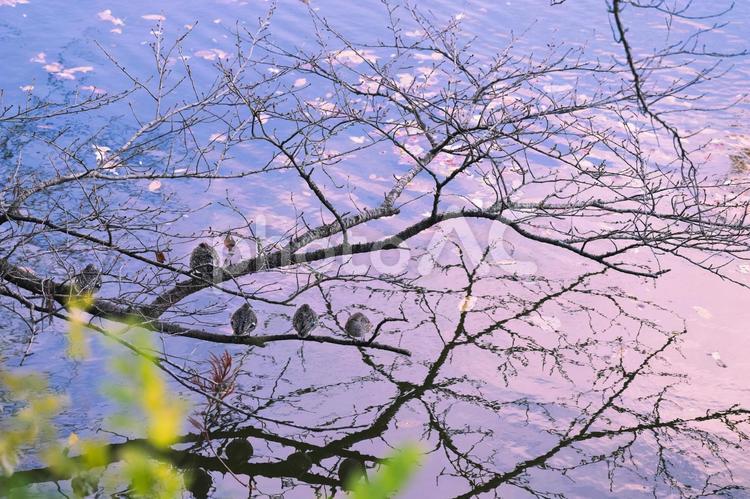 夕焼けに染まる夕方の景色　秋冬の風景 秋,冬,風景の写真素材