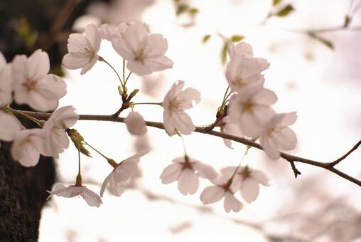 桜 桜の写真