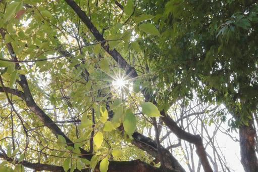 木漏れ日のかがやき 木漏れ日のかがやきの写真
