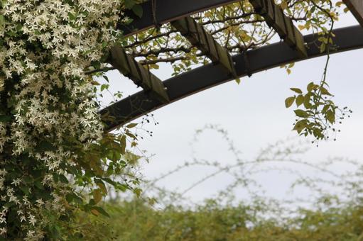 白い花 白い花 花,お花,自然の写真素材