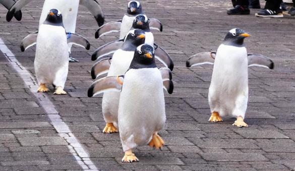 ペンギのお散歩 ペンギン,キングペンギン,歩くの写真素材